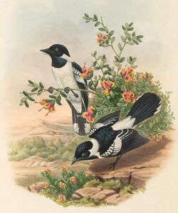 Piezorhynchus vidua - The Birds of New Guinea (cropped).jpg