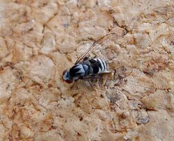 Platypezidae Flat-footed flies Polyporivora ornata - Flickr - gailhampshire.jpg