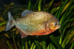 A red-bellied piranha at the Karlsruhe Zoo