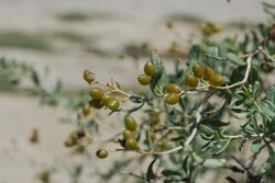 RO BZ Berca Mud Volcanoes nitraria schoberi fruit.JPG