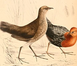 Two red-chested flufftails. A female on the left and a male on the right.