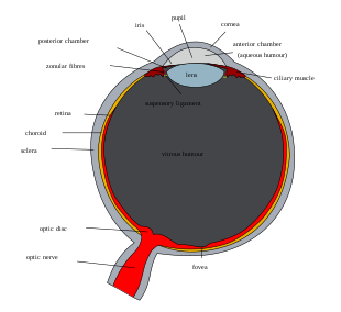 Schematic diagram of the human eye with English annotations.svg