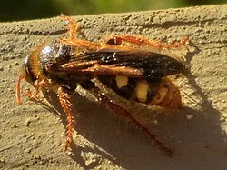 Scolia chrysotricha (186537842).jpg