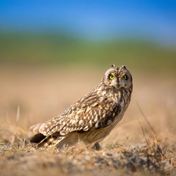 File:Short Eared Owl on the Ground.jpg