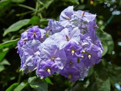 Solanum wendlandii-IMG 9406.jpg