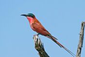 Southern Carmine Bee-eater (Merops nubicoides) (16732824032).jpg