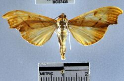 Sparagmia gonoptera BOLD.JPG