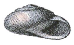 Sphincterochila prophetarum shell.jpg