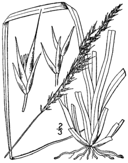 Sporobolus clandestinus BB-1913.png
