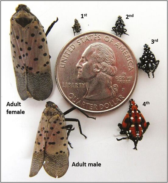 File:Spotted lanternfly Life Cycle.jpg