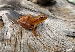 Spring peeper-Florida.jpg