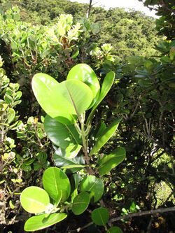 Starr-110929-0002-Melicope orbicularis-leaves-Hanaula-Maui (24819866900).jpg