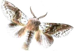 Stauropus sikkimensis sikkimensis.JPG