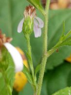 Symphyotrichum drummondii 11631631.jpg