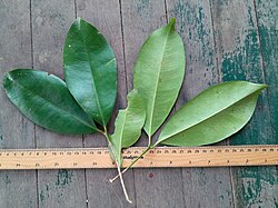 Syzygium-alliiligneum-SF23319-03.jpg