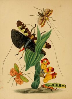 The cabinet of oriental entomology (Pl. 25) (5974281519).jpg