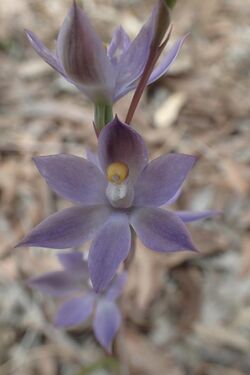 Thelymitra graminea close.jpg