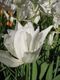 Tulipa White Triumphator.jpg