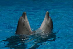 Two dancing dolphins in Anapa dolphinarium.jpg