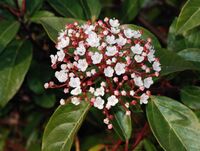 Viburnum February 2008-1.jpg