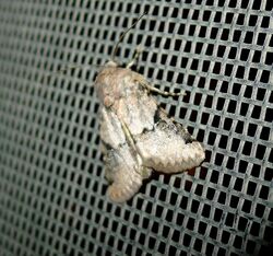 Vinemina opacaria^ or Aerial Brown Moth – Ozarba aeria - Flickr - gailhampshire.jpg