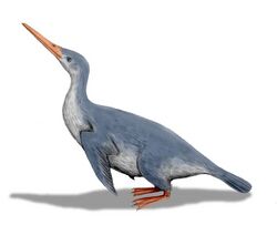 Artist's reconstruction of fossil penguin Waimanu manneringi