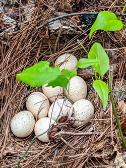 Wild turkey nest.jpg