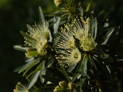 Xanthostemon verticillatus - 'White Penda'.jpg