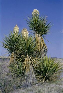 Yucca torreyi fh 1180.18 TX B.jpg