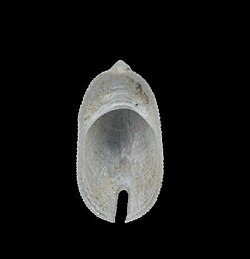 Zeidora reticulata 001.jpg