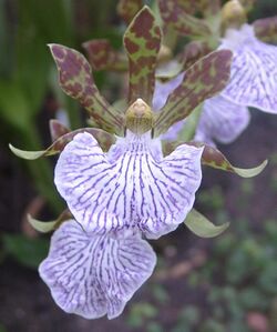 Zygopetalum mackayi.jpg