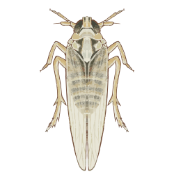 202205 Long-winged white-backed planthopper.svg