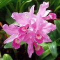 A and B Larsen orchids - Cattleya skinneri 431-6a.jpg