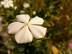 A white colored, Catharanthus Roseus flower.jpg