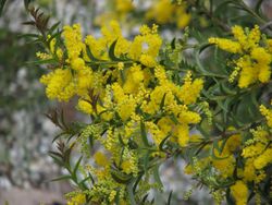 Acacia triptera.jpg