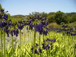 Agapanthus inapertus.jpg