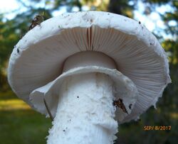 Amanita mutabilis 783571.jpg