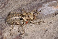 Armored Cricket - Enyaliopsis petersi, Gorongosa National Park, Mozambique (45580315132).jpg