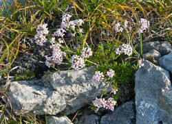 Asperula abchasica.jpg