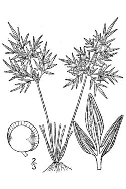 Aspidotis densa BB-1913.jpg