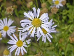 Asteraceae - Kalimeris incisa.jpg