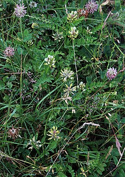 Astragalus fragrans 31407092.jpg