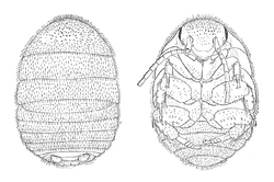 "Attaphila fungicola" female