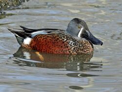 Australasian Shoveler male RWD4.jpg