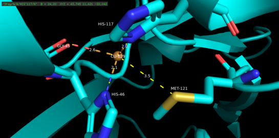 A Pymol rendering of the copper binding domain of 3fqy showing a copper atom surrounded by four associating ligands.