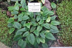 Begonia elaeagnifolia - Botanischer Garten, Dresden, Germany - DSC08787.JPG