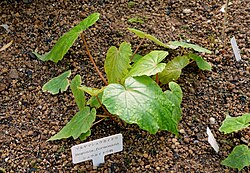 Begonia formosana - Shinjuku Gyo-en Greenhouse - Tokyo, Japan - DSC05820.jpg