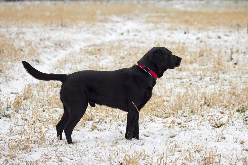 File:Black Labrador Retriever - Male IMG 3323.jpg
