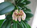 Bulbophyllum roxburghii - Flickr 003.jpg