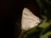Butterflies from JP Nagar forest Bangalore (17).jpg